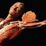real_bodies_3