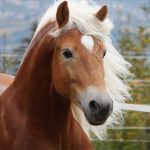 02-haflinger-deckhen_44d27517a9