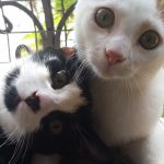 ludo_iso_1
