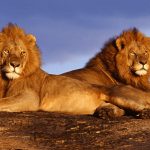 Leoni-africani-gay