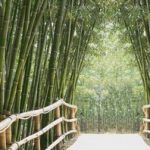 bambusallee