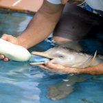 875081-baby-dolphin
