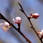 boccioli di fiori di albicocca