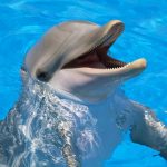 delfino