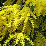 fiori-mimosa_NCG2